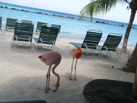 Marriott Aruba Beach Chairs