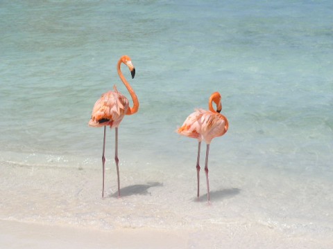 Marriott Aruba Flamingos