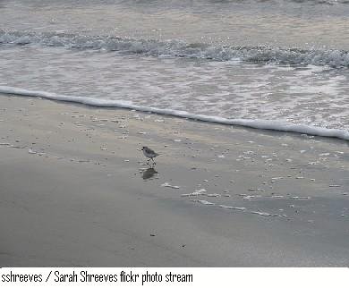 Sullivan's Island Water